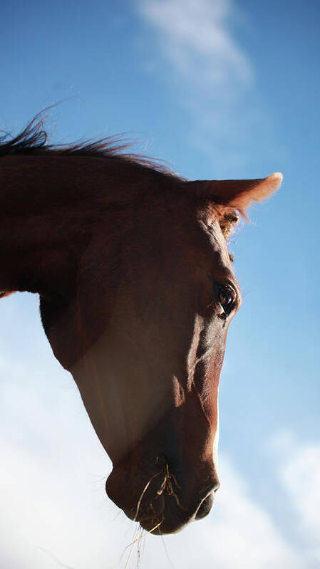 Horse Poster featuring the photograph Arresting Visage by Listen To Your Horse