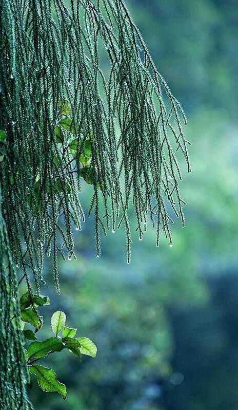 New Zealand Poster featuring the photograph Conifer Tree at Dawn, New Zealand by Steven Ralser