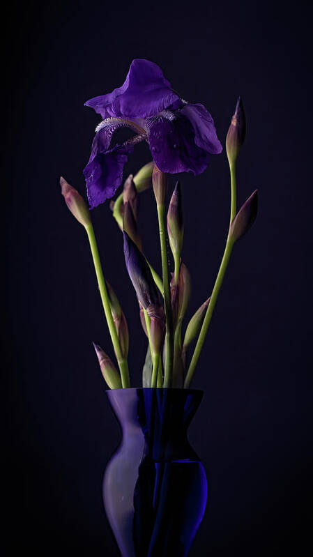 Purple Poster featuring the photograph Iris by Holly Ross