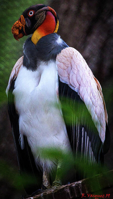 King Poster featuring the photograph King Vulture by Rene Vasquez