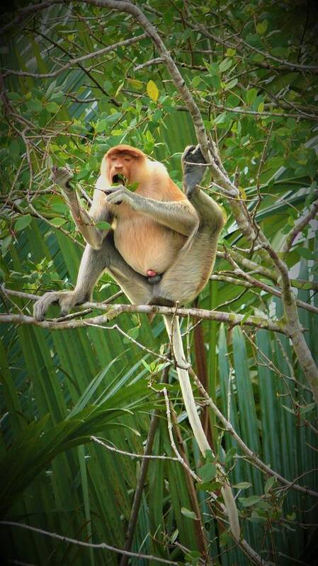  Proboscis Monkey. Monkey Poster featuring the photograph Proboscis monkey in the wild by Robert Bociaga