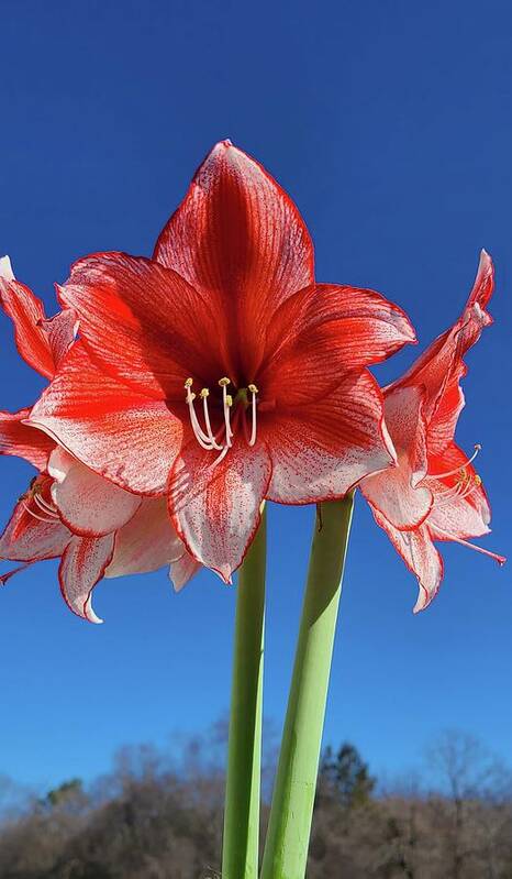 Amaryllis Poster featuring the photograph Rise Above by Kim Galluzzo