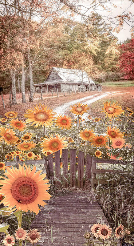 Sunflower Poster featuring the photograph Sunflower Farmhouse Barn by Debra and Dave Vanderlaan