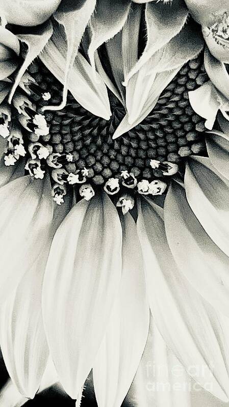 Sunflower Seed Black White B&w Poster featuring the photograph Sunflower Surprise by Eileen Gayle