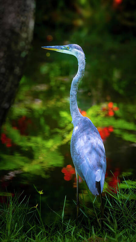 Great Blue Heron Poster featuring the photograph The Great Blue Heron by Mark Andrew Thomas