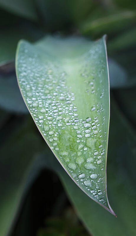 Agave Attenuata Poster featuring the photograph Water Droplets on Agave Attenuata by William Dunigan