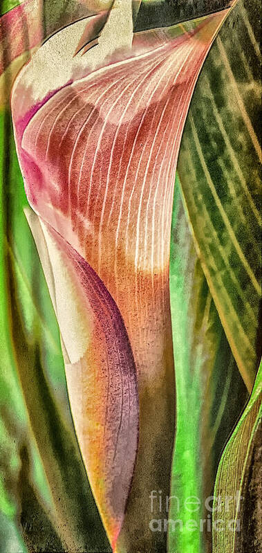 Canna Poster featuring the photograph Canna Lily #1 by Barry Weiss