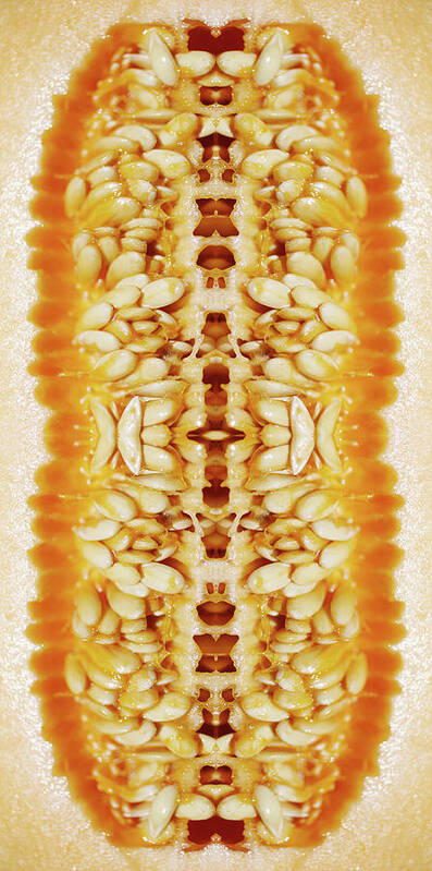 Cantaloupe Poster featuring the photograph Cantaloupe Seeds Inside A Freshly Cut #1 by Silvia Otte
