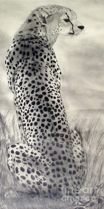 Cheetah Poster featuring the drawing Cheetah by Suzette Kallen