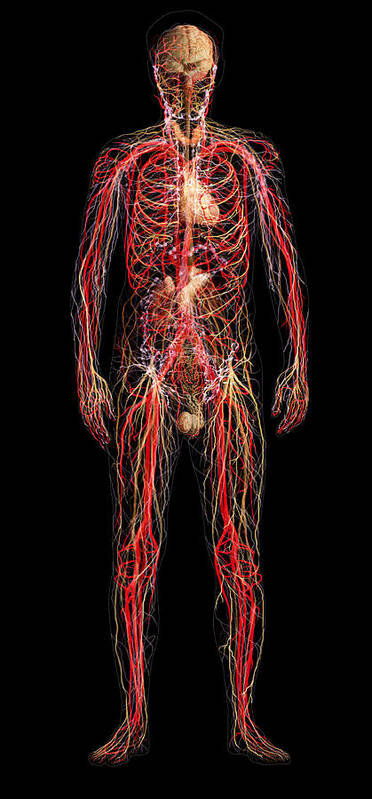 Adrenal Poster featuring the photograph Systems Of The Human Body, Male Figure by Anatomical Travelogue