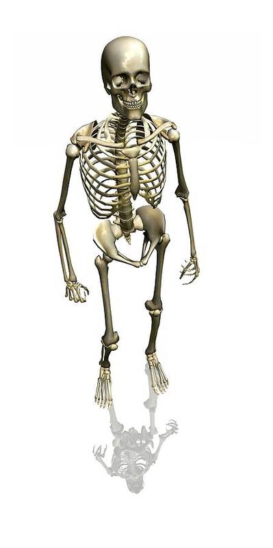 Skeleton Poster featuring the photograph Human Skeleton, Artwork by Friedrich Saurer