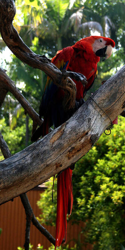 Bird Poster featuring the photograph Parrot2 by Karen Harrison Brown