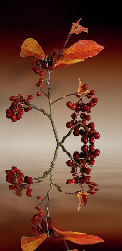 Leafs Poster featuring the photograph Autumn leafs and red berries #2 by David French