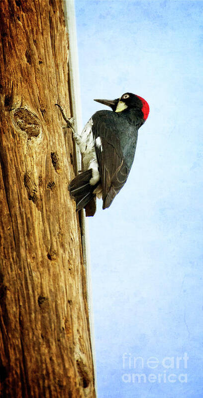 Bird Poster featuring the photograph California Acorn Woodpecker by Jim And Emily Bush