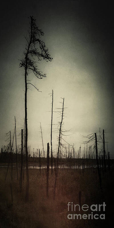 Trees Poster featuring the photograph From the Ashes by RicharD Murphy