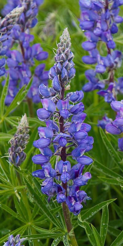 Lupine Poster featuring the photograph Lupine Wildflower Vertical by Aaron Spong