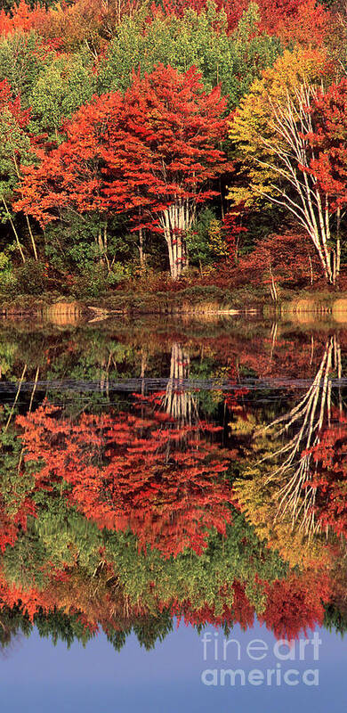 Dave Welling Poster featuring the photograph Panoramic Fall Color Thorton Lake Upper Penninsula Michigan by Dave Welling