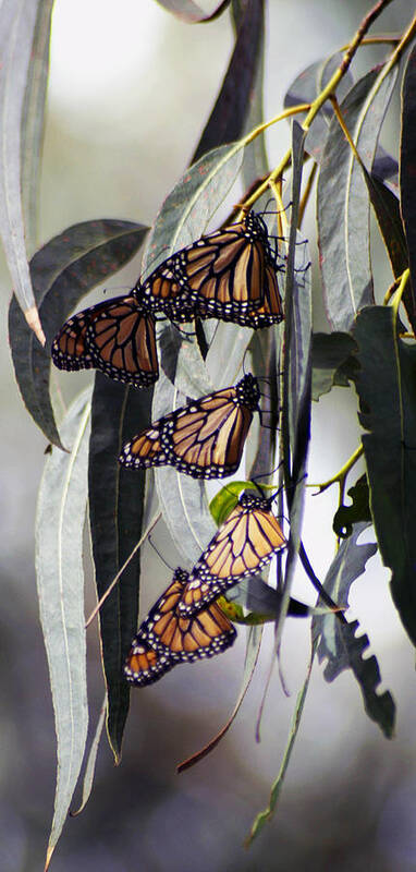 Butterflies Poster featuring the photograph Pismo Butterflies by Gary Brandes