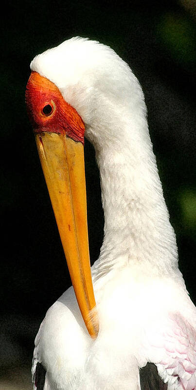 Stork Poster featuring the photograph Preening Stork by Mary Haber