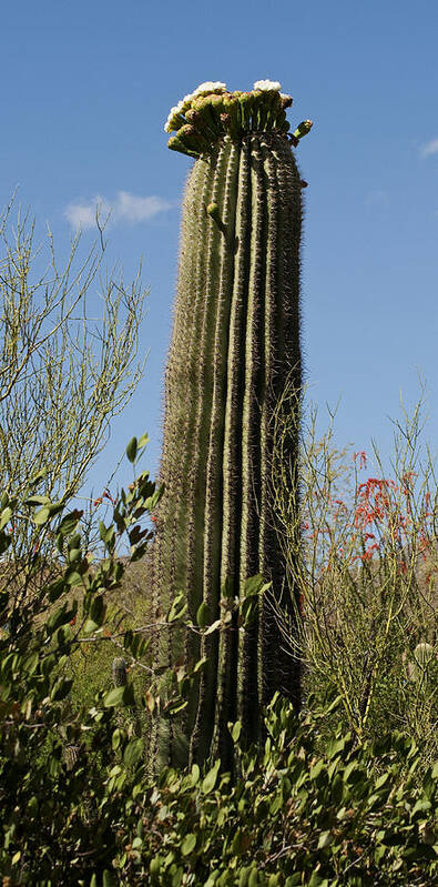 Saguaro Cactus  Cactus Poster featuring the photograph Saguaro Cactus by Daniel Hebard