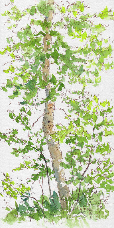 Impressionism Poster featuring the painting Birch Tree Deep Woods Waskesiu by Pat Katz