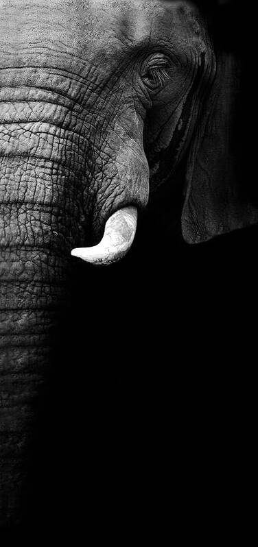 Africa Poster featuring the photograph Elephant Portrait by Wildphotoart
