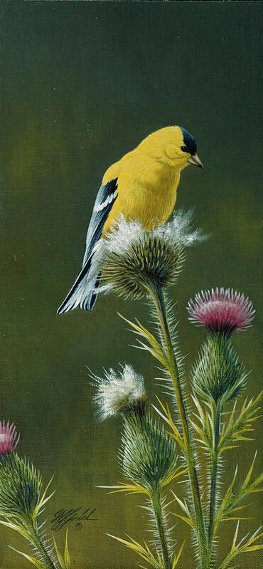 A Goldfinch Sitting On Thistle Poster featuring the painting Goldfinch On Thistle by Wilhelm Goebel