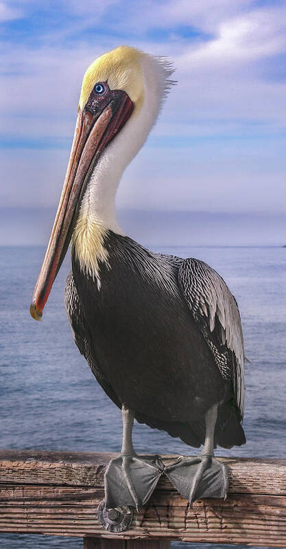 Pelican Poster featuring the photograph Alan the Pretty Pelican 1 by Sally Bauer
