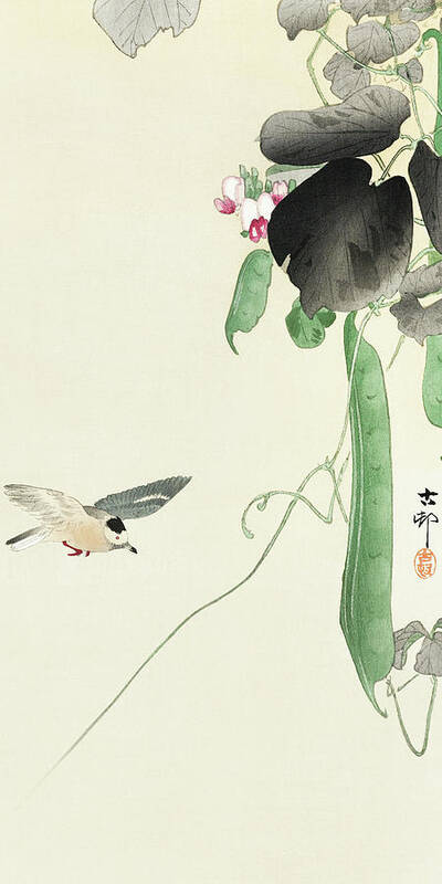 Bird Poster featuring the painting Bird at flowering bean plant by Ohara Koson