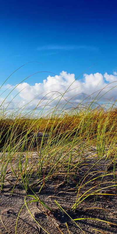 Clouds Poster featuring the photograph Golden Dune Grasses II by Debra and Dave Vanderlaan