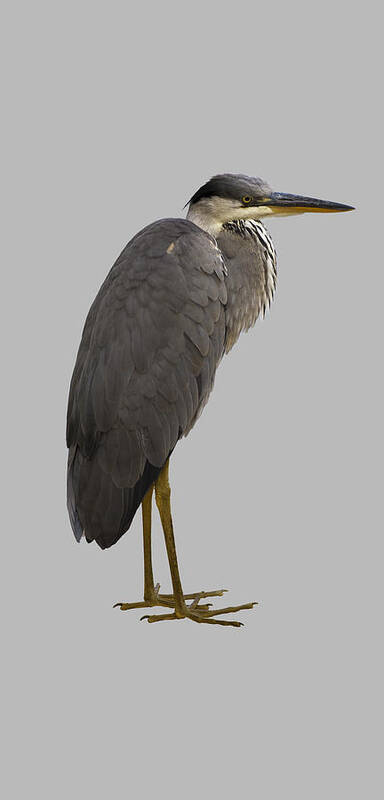 Heron Poster featuring the photograph Heron by Attila Meszlenyi