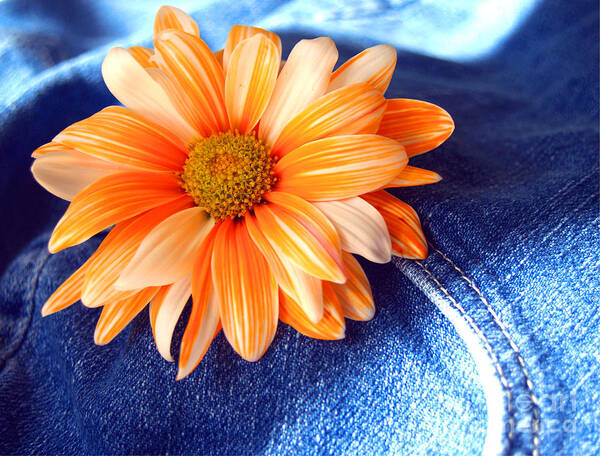 Diasy Poster featuring the photograph Blue Jeans and Daisies by Wendy Mogul