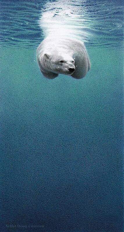 Polar Bear Poster featuring the drawing Shallow Dive by Stirring Images
