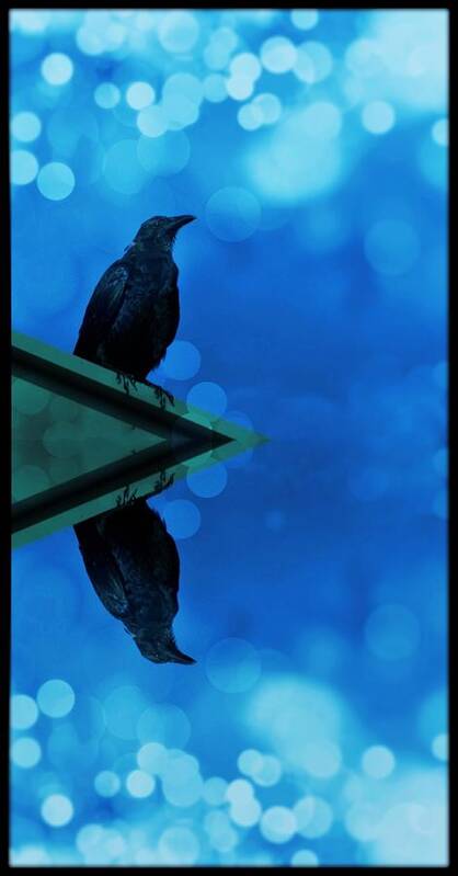 Crow Poster featuring the photograph Blue Crow by Stoney Lawrentz