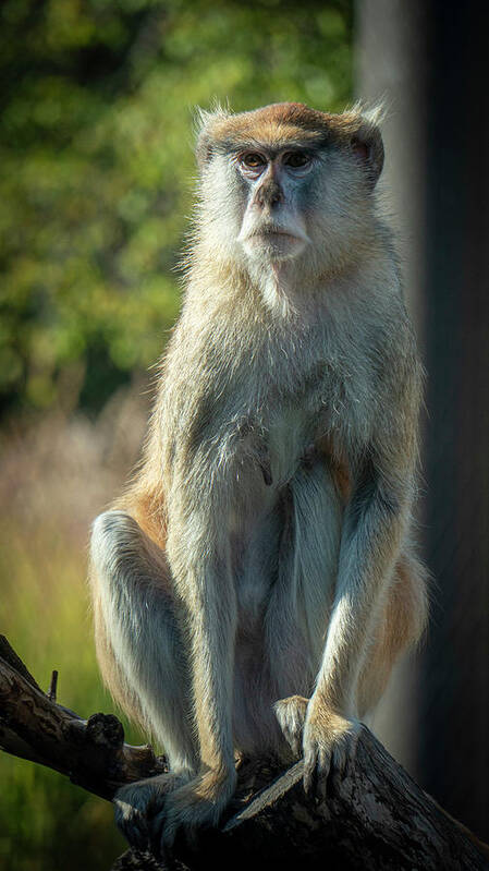 Monkey Poster featuring the photograph Monkey #2 by Jim Mathis