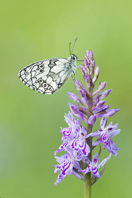 Fragility Poster featuring the photograph Marbled White Butterfly by Mircea Costina Photography
