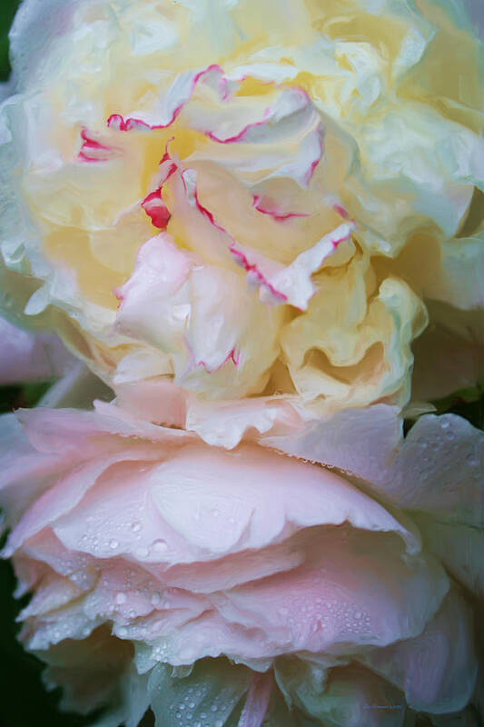 Peonies Poster featuring the photograph Shy Lovliness by Liz Evensen