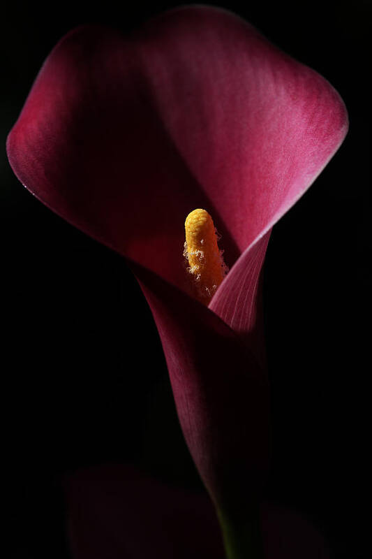 Calla Lily Poster featuring the photograph Svelte by Connie Handscomb