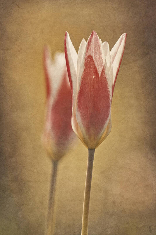 Tinka Tulips Poster featuring the photograph Tulips Together by Theo O'Connor