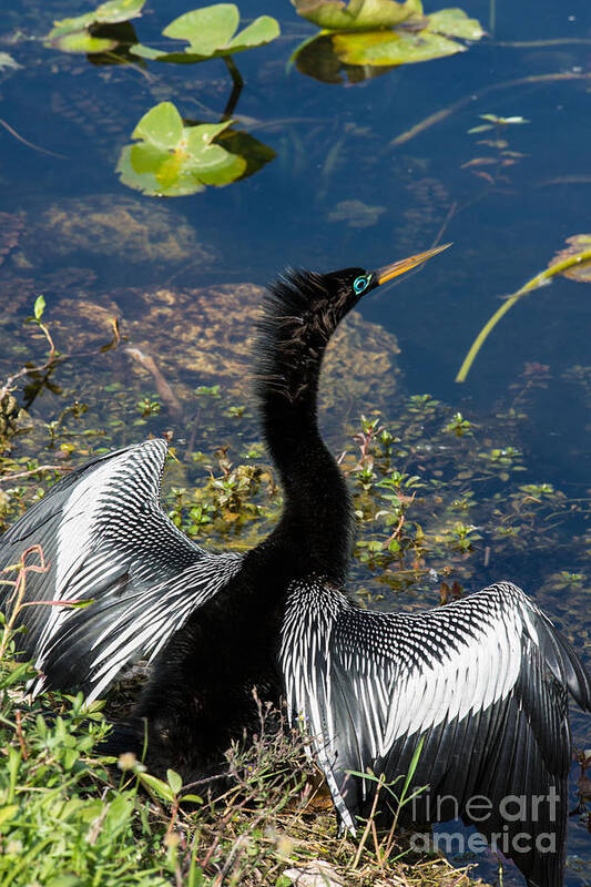 Ahinga Anhinga Poster featuring the digital art Anhiinga #1 by Carol Ailles