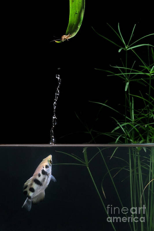 Archerfish Poster featuring the photograph Archerfish #1 by Scott Linstead