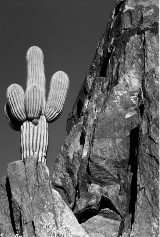 Landscape Poster featuring the photograph Arizona Sagauro Cactus #1 by Robert Lozen