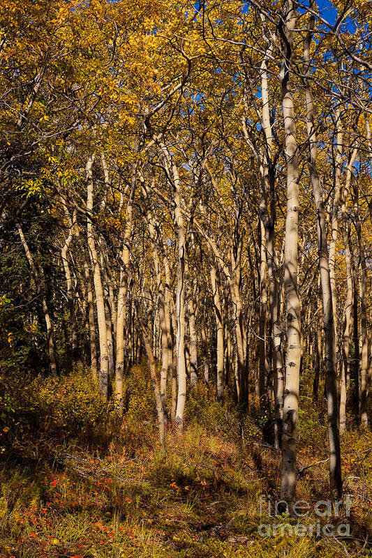 Populus Poster featuring the photograph Aspen forest in fall #1 by Stephan Pietzko