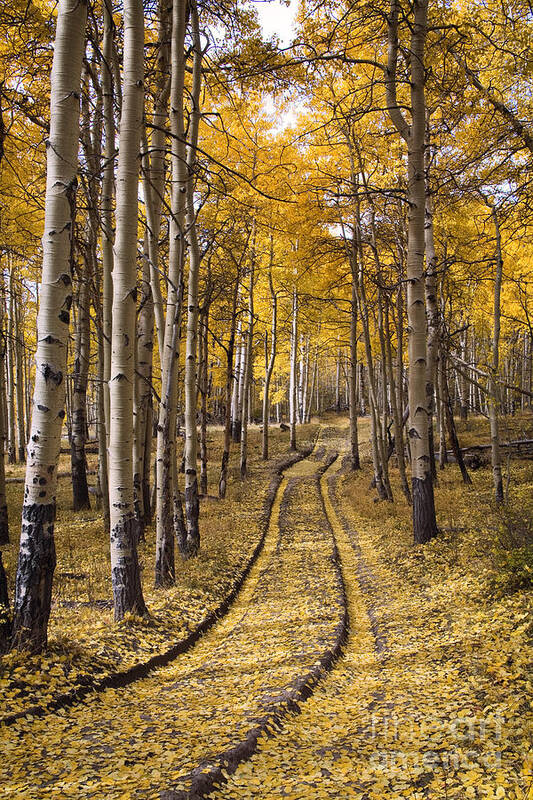 Plant Poster featuring the photograph Aspen Road Co #2 by Sean Bagshaw