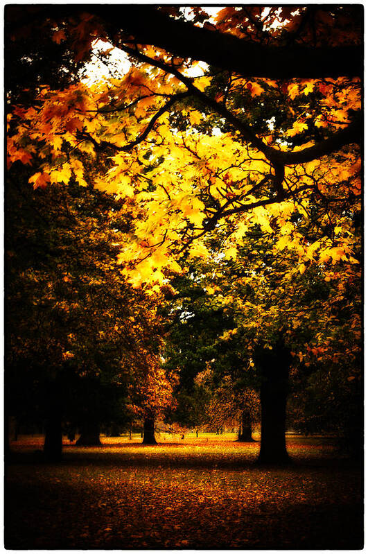 golden Light Poster featuring the photograph Autumnal Walks #1 by Lenny Carter