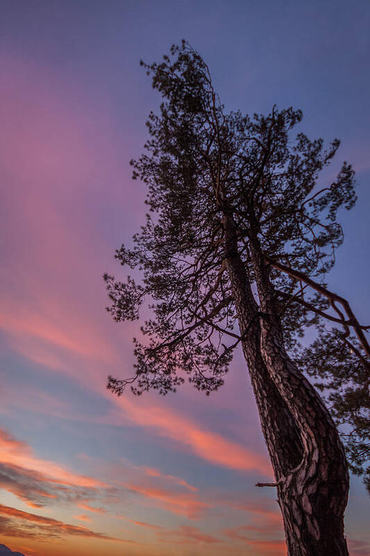 Tree Poster featuring the photograph Awakening #1 by Davorin Mance