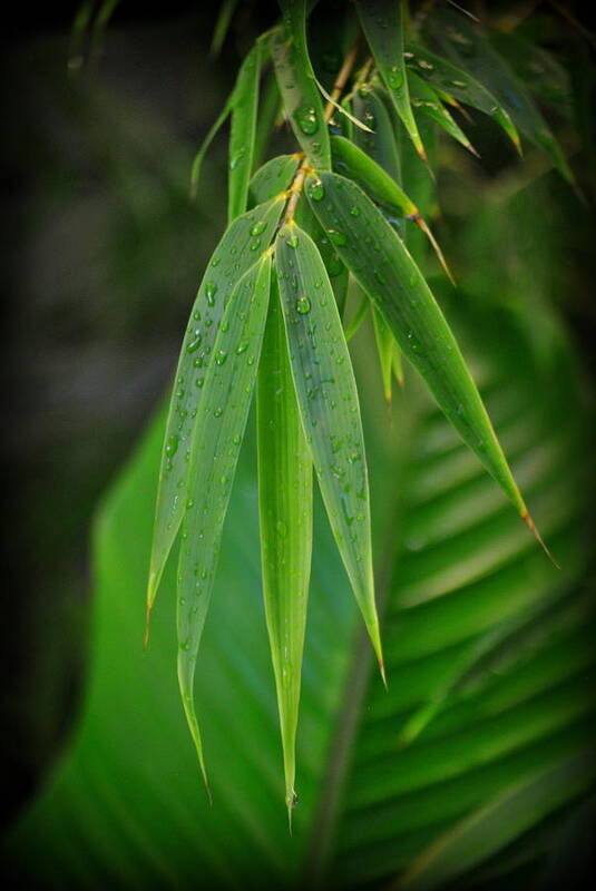 Bamboo Poster featuring the photograph Bamboo and Banana Leaves #1 by Nathan Abbott