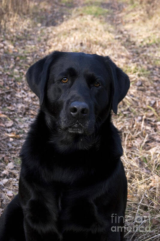 Black Lab Poster featuring the photograph Black Labrador #1 by Linda Freshwaters Arndt