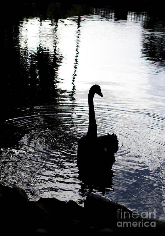 Swan Photography Poster featuring the photograph Black Swan by Roselynne Broussard