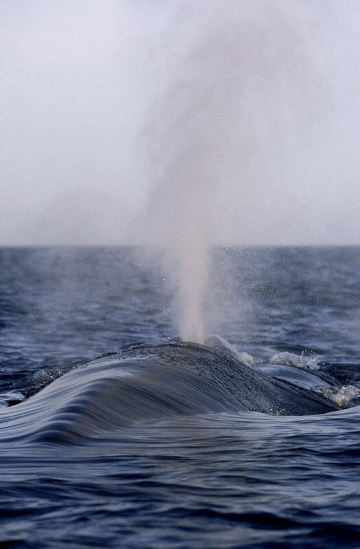 Feb0514 Poster featuring the photograph Blue Whale Spouting Sea Of Cortez Mexico #1 by Flip Nicklin
